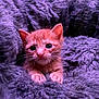 kitten, cat, orange_cat, fur, fluffy, blanket, purple_blanket, pet, cute, small, young, animal, whiskers, ears, paws, cozy, resting, indoor, soft, comfort