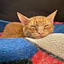 Akio joined the competition — help win amazing prizes! cat, orange_tabby, sleeping, blanket, cozy, closeup, pet, feline, relaxed, indoor, cute, resting, face, whiskers, ears, fur, comfort, nap, domestic_animal, soft