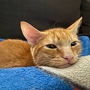 Akio joined the competition — help win amazing prizes! cat, orange_tabby, pet, resting, blanket, cozy, indoor, feline, fur, whiskers, ears, relaxed, closeup, cute, sleepy, comfort, animal, soft, home, nap