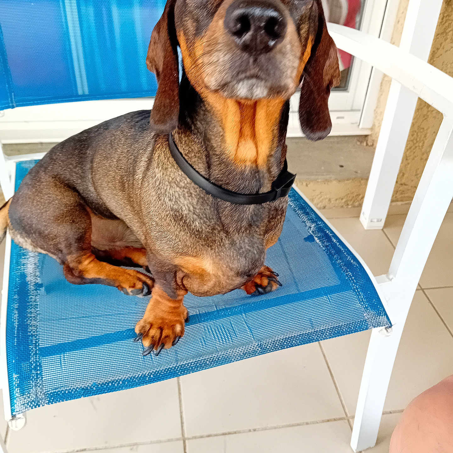 Paco a rejoint le concours — aidez-le/la à gagner de superbes lots ! animal, black_collar, blue_chair, brown_dog, chair, companion, cute, dachshund, dog, domestic_animal, ears, fur, indoor, looking_up, nail, paw, pet, snout, tile_floor, waiting