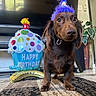 Chorizo joined the competition — help win amazing prizes! dog, dachshund, birthday, party_hat, balloon, blue_hat, brown_fur, long_hair, portrait, standing, indoors, living_room, rug, television, houseplant, celebration, birthday_balloon, pet, collar, funny_expression