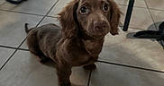 Chorizo is registered to the contest to win money with this photo: dog, puppy, brown_dog, long_ears, floppy_ears, sitting, indoors, tile_floor, home, pet, animal, portrait, looking_at_camera, large_eyes, brown_fur, long_body, short_legs, furniture, chair, cute