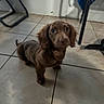 dog, puppy, brown_dog, long_ears, floppy_ears, sitting, indoors, tile_floor, home, pet, animal, portrait, looking_at_camera, large_eyes, brown_fur, long_body, short_legs, furniture, chair, cute