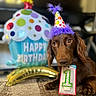 Chorizo joined the competition — help win amazing prizes! dog, birthday, party_hat, party, candle, balloon, brown_dog, pet, portrait, indoors, celebration, festive, floor, carpet, purple, polka_dot, 包装, happy_birthday, sitting, long_ears