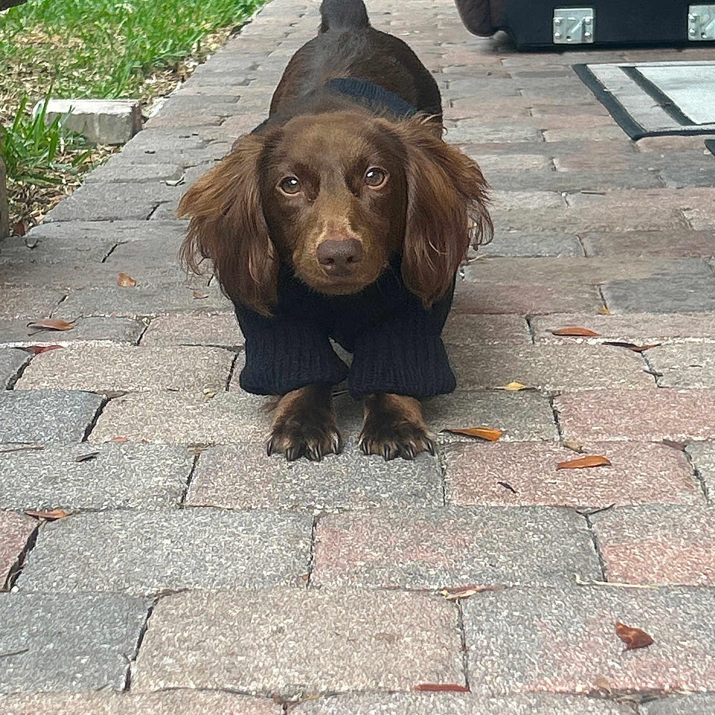 Chorizo