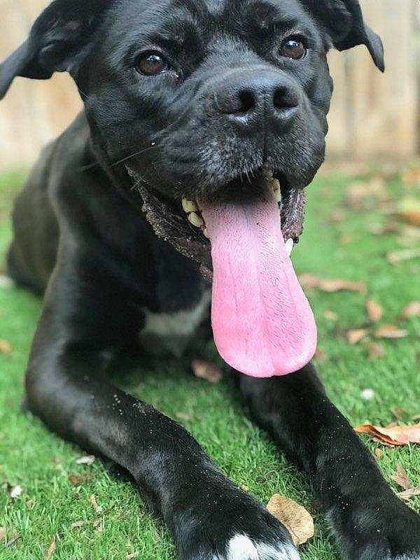 Jonah is registered to the contest to win money with this photo: american_pit_bull_terrier, american_staffordshire_terrier, bandog, cane_corso, canidae, carnivore, dog, dog_breed, fawn, grass, guard_dog, mammal, molosser, non_sporting_group, pit_bull, rare_breed_dog, snout, sporting_group, vertebrate