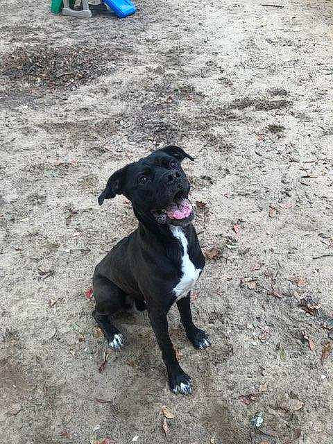 Jonah joined the competition — help win amazing prizes! american_pit_bull_terrier, american_staffordshire_terrier, canidae, carnivore, dog, dog_breed, fawn, mammal, non_sporting_group, pit_bull, rare_breed_dog, snout, sporting_group, staffordshire_bull_terrier, vertebrate