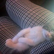 Milo joined the competition — help win amazing prizes! kitten, cat, sleeping, legs, pants, checkered, pattern, furry, pet, animal, domestic, cozy, relaxed, cute, small, whiskers, pink_nose, resting, indoor, soft_light