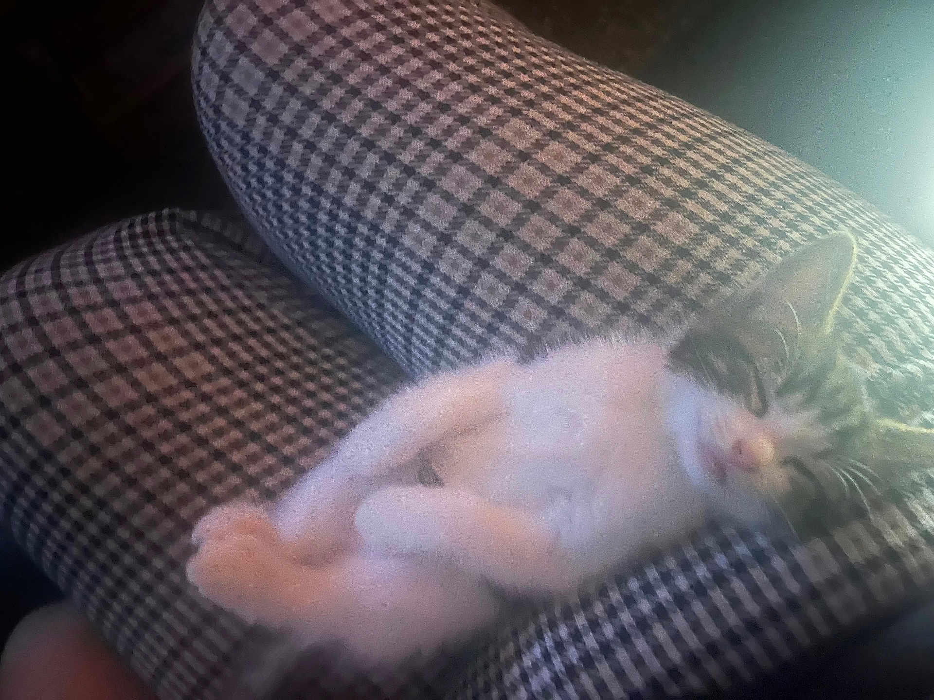 Milo joined the competition — help win amazing prizes! kitten, cat, sleeping, legs, pants, checkered, pattern, furry, pet, animal, domestic, cozy, relaxed, cute, small, whiskers, pink_nose, resting, indoor, soft_light