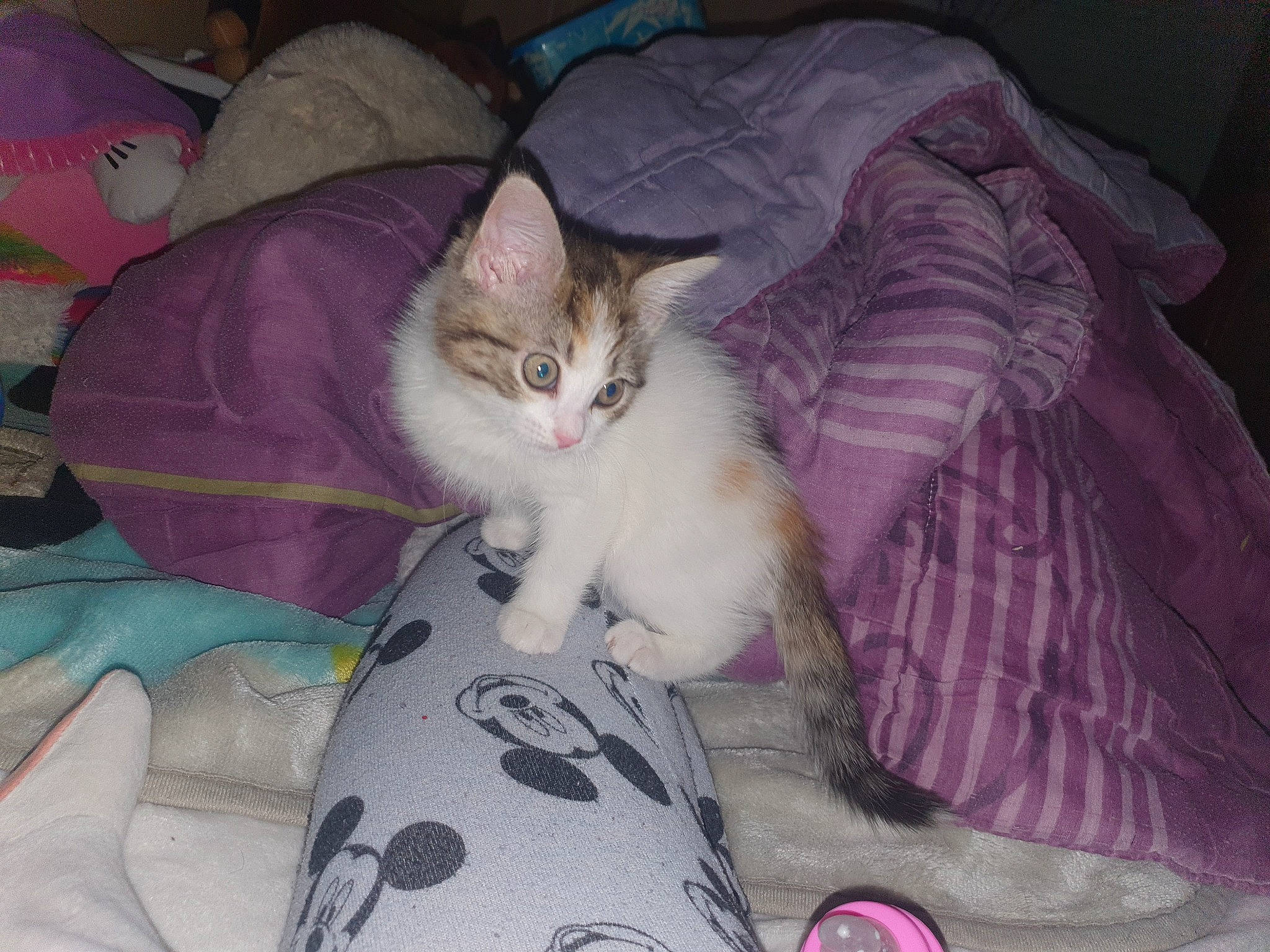 Nenette participe au concours pour gagner de l'argent avec cette photo : bed, bed_sheet, bedding, carnivore, cat, comfort, domestic_short_haired_cat, fawn, felidae, fur, grey, lap, linens, paw, pink, purple, room, small_to_medium_sized_cats, tail, whiskers