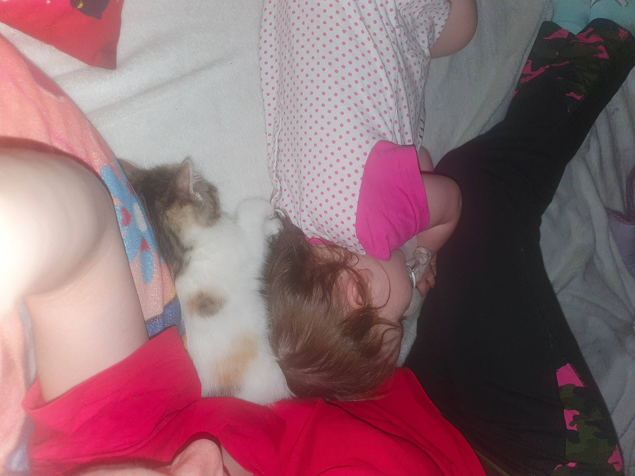 Nenette a rejoint le concours — aidez-le/la à gagner de superbes lots ! abdomen, beard, carnivore, chest, comfort, companion_dog, elbow, fawn, finger, human_body, human_leg, joint, knee, lap, leg, neck, pink, thigh, trunk, wrist