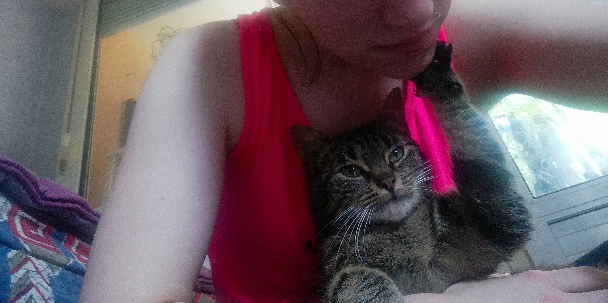 Mimine participe au concours pour gagner de l'argent avec cette photo : carnivore, cat, chest, domestic_short_haired_cat, ear, elbow, felidae, fur, grey, magenta, sitting, sleeve, small_to_medium_sized_cats, snout, t_shirt, top, whiskers