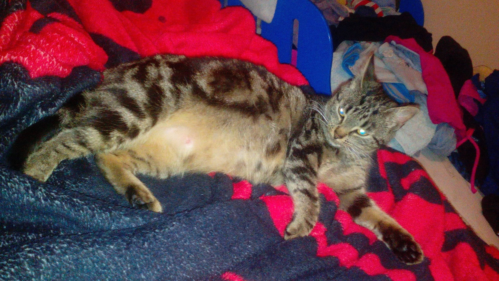 Mimine a rejoint le concours — aidez-le/la à gagner de superbes lots ! carnivore, cat, claw, comfort, dog_breed, domestic_short_haired_cat, felidae, fur, nap, paw, sleep, small_to_medium_sized_cats, tail, terrestrial_animal, whiskers