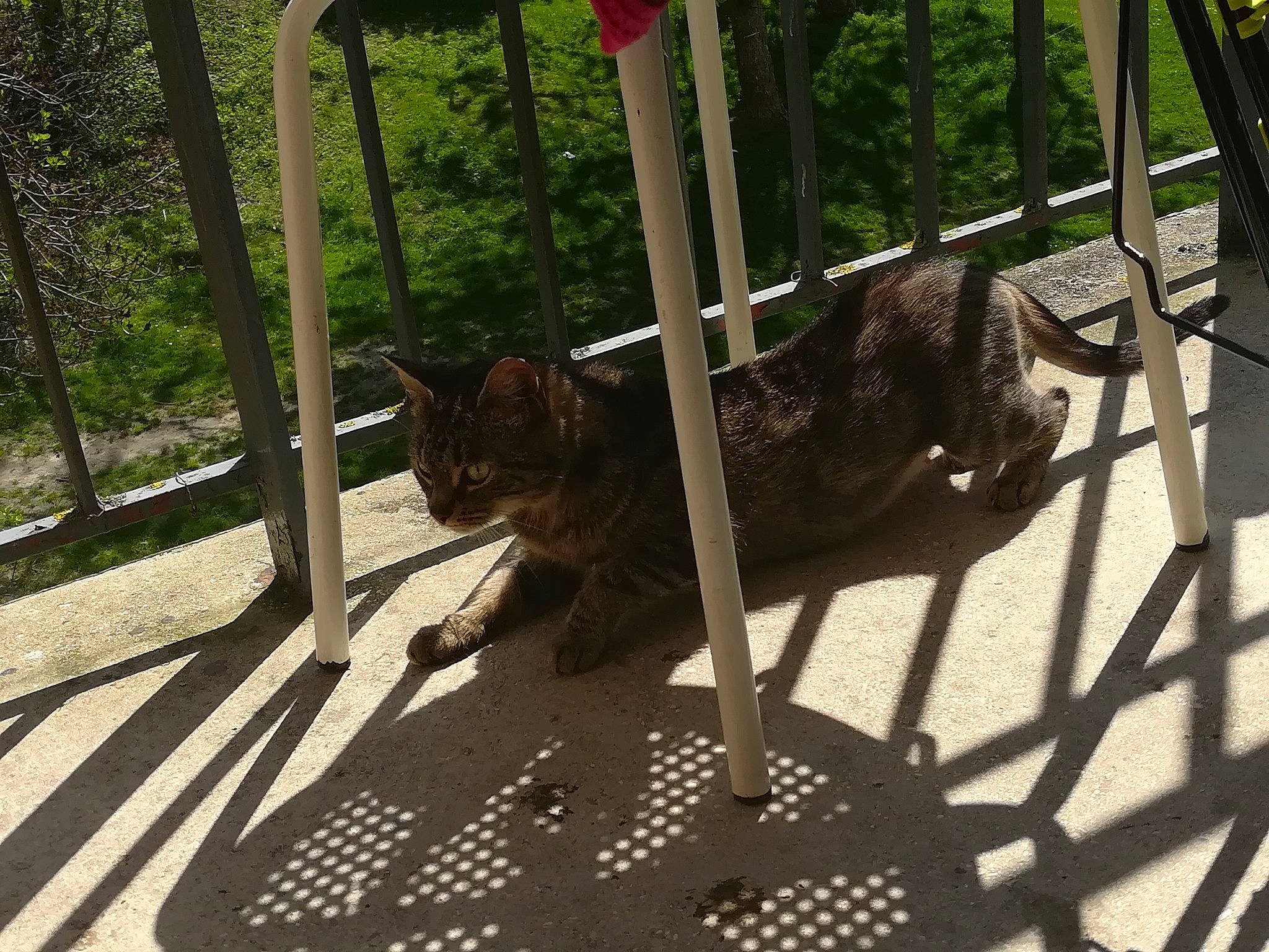 Mimine participe au concours pour gagner de l'argent avec cette photo : automotive_tire, bicycle_tire, carnivore, cat, collar, dog_breed, domestic_short_haired_cat, fawn, felidae, fur, metal, plant, small_to_medium_sized_cats, snout, sporting_group, tail, terrestrial_animal, tree, whiskers, wood