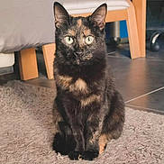 Aëlle participe au concours pour gagner de l'argent avec cette photo : alert, animal, black_fur, carpet, cat, chair, cozy_home, furniture, green_eyes, indoors, looking_at_camera, orange_patches, pet, photography, portrait, rug, sitting, tile_floor, tortoiseshell_cat, wooden_chair