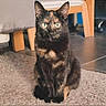alert, animal, black_fur, carpet, cat, chair, cozy_home, furniture, green_eyes, indoors, looking_at_camera, orange_patches, pet, photography, portrait, rug, sitting, tile_floor, tortoiseshell_cat, wooden_chair