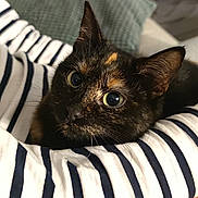 Aëlle a rejoint le concours — aidez-le/la à gagner de superbes lots ! cat, tortoiseshell_cat, striped_clothing, couch, cushion, indoor, pet, cozy, close_up, feline, whiskers, curious_eyes, resting, comfort, domestic_animal, soft_fabric, human_arm, striped_sleeve, relaxation, warm_colors