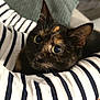 cat, tortoiseshell_cat, striped_clothing, couch, cushion, indoor, pet, cozy, close_up, feline, whiskers, curious_eyes, resting, comfort, domestic_animal, soft_fabric, human_arm, striped_sleeve, relaxation, warm_colors