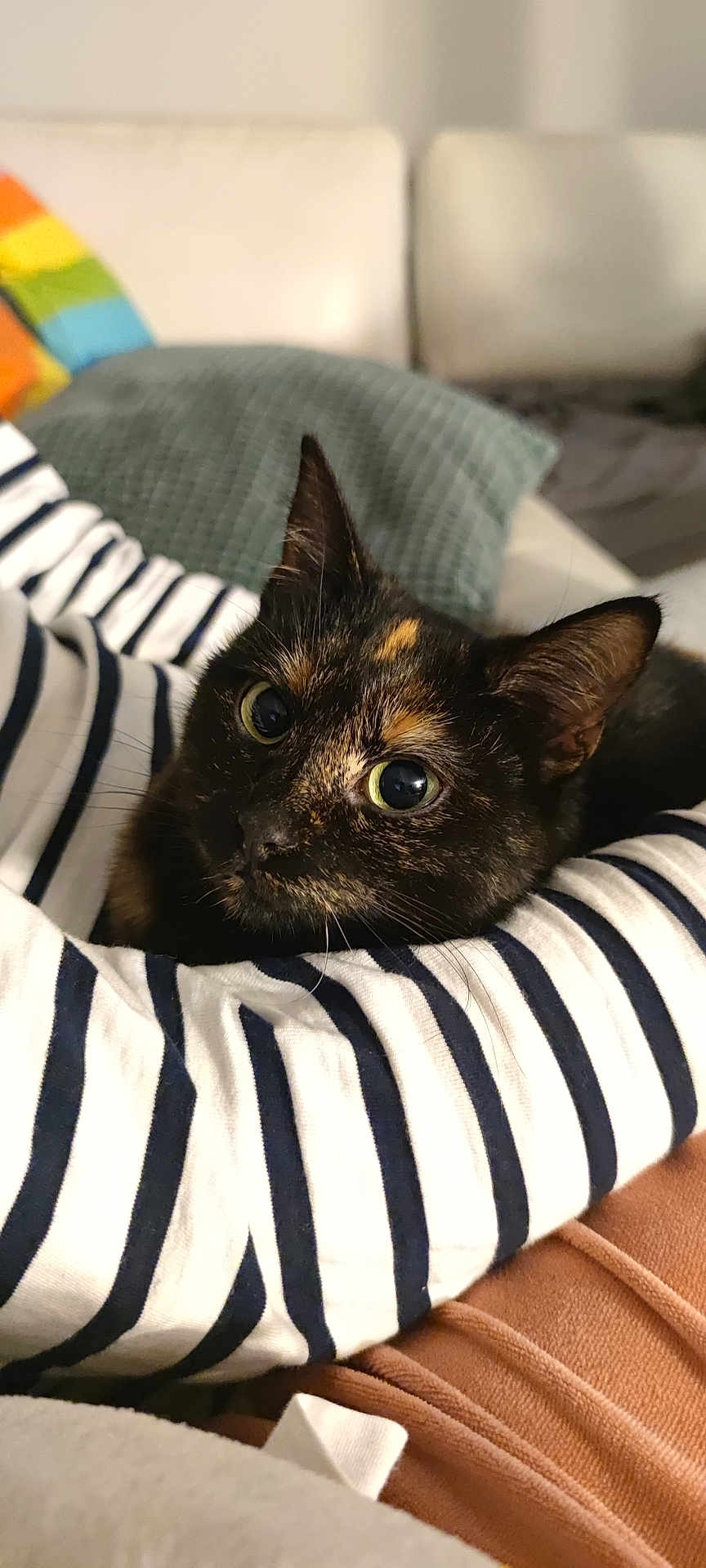 Aëlle a rejoint le concours — aidez-le/la à gagner de superbes lots ! cat, tortoiseshell_cat, striped_clothing, couch, cushion, indoor, pet, cozy, close_up, feline, whiskers, curious_eyes, resting, comfort, domestic_animal, soft_fabric, human_arm, striped_sleeve, relaxation, warm_colors