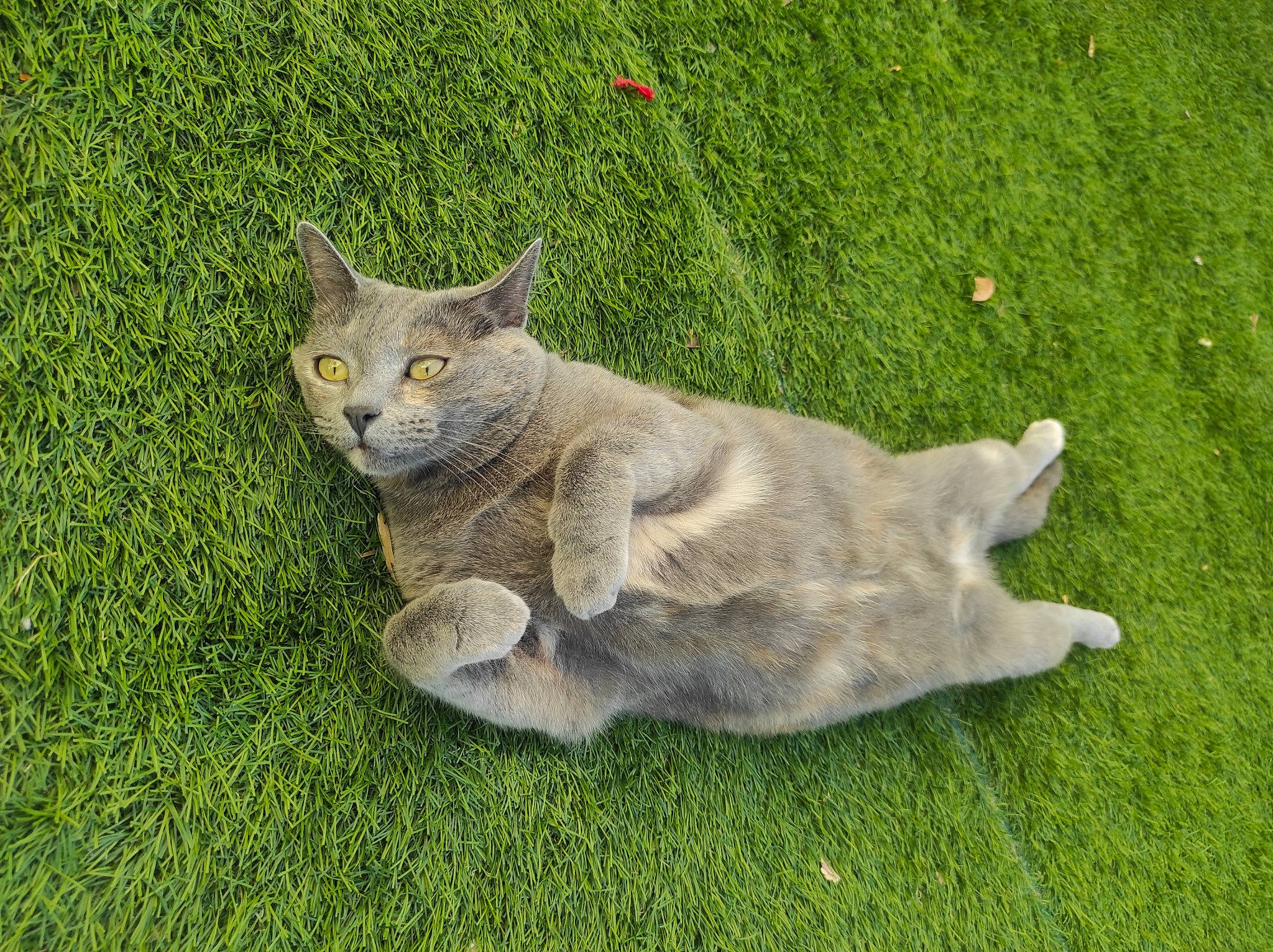 Amy a rejoint le concours — aidez-le/la à gagner de superbes lots ! carnivore, cat, domestic_short_haired_cat, fawn, felidae, fur, grass, groundcover, plant, sitting, small_to_medium_sized_cats, snout, tail, terrestrial_animal, whiskers, wildlife