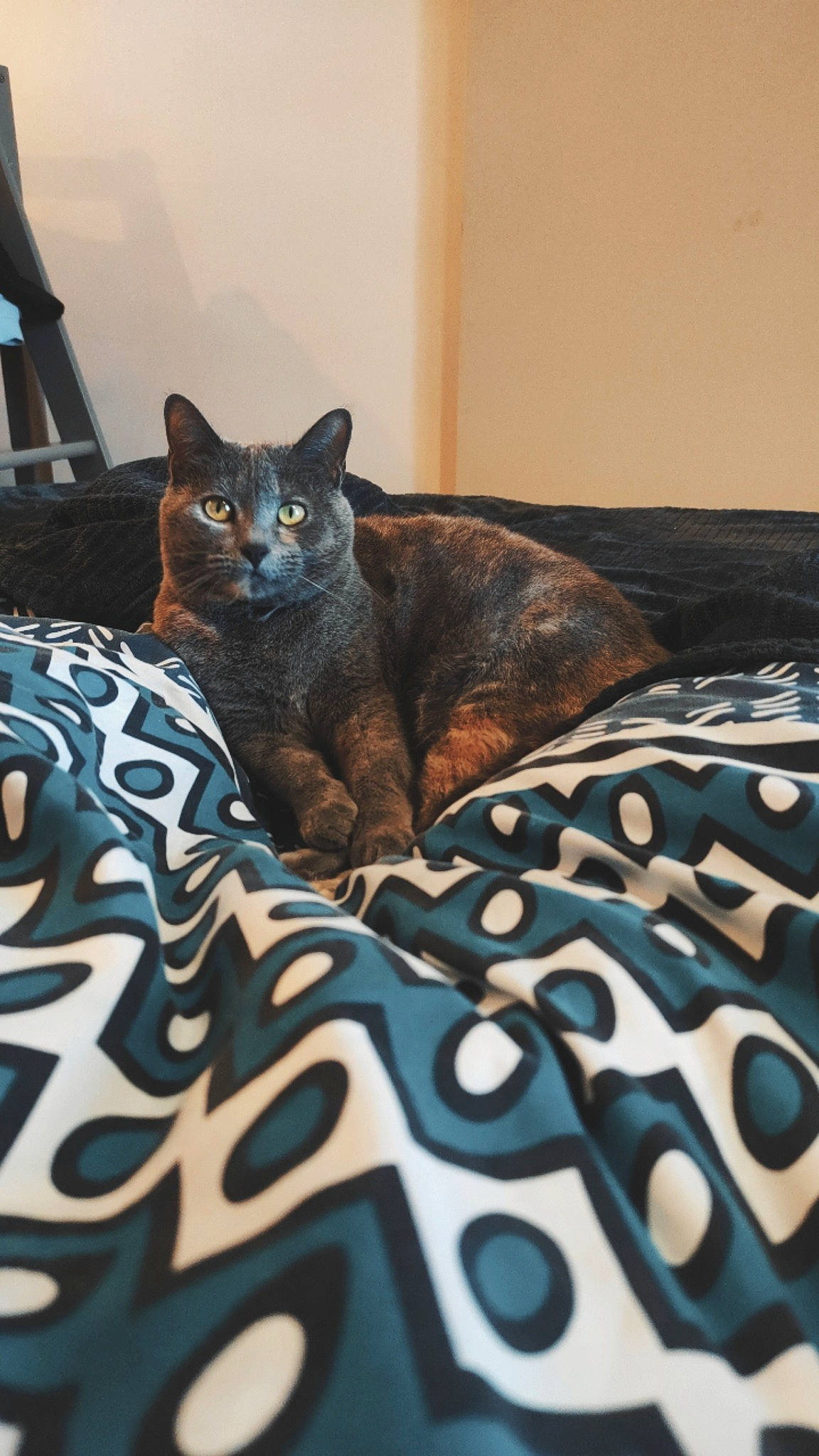 Amy a rejoint le concours — aidez-le/la à gagner de superbes lots ! bed, bedding, carnivore, cat, cat_supply, comfort, domestic_short_haired_cat, electric_blue, felidae, flooring, fur, grey, linens, pattern, room, small_to_medium_sized_cats, snout, tail, textile, whiskers