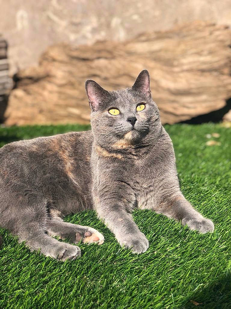Amy participe au concours pour gagner de l'argent avec cette photo : bobcat, carnivore, cat, domestic_short_haired_cat, felidae, fur, grass, groundcover, lynx, plant, russian_blue, small_to_medium_sized_cats, tail, terrestrial_animal, whiskers, wildlife