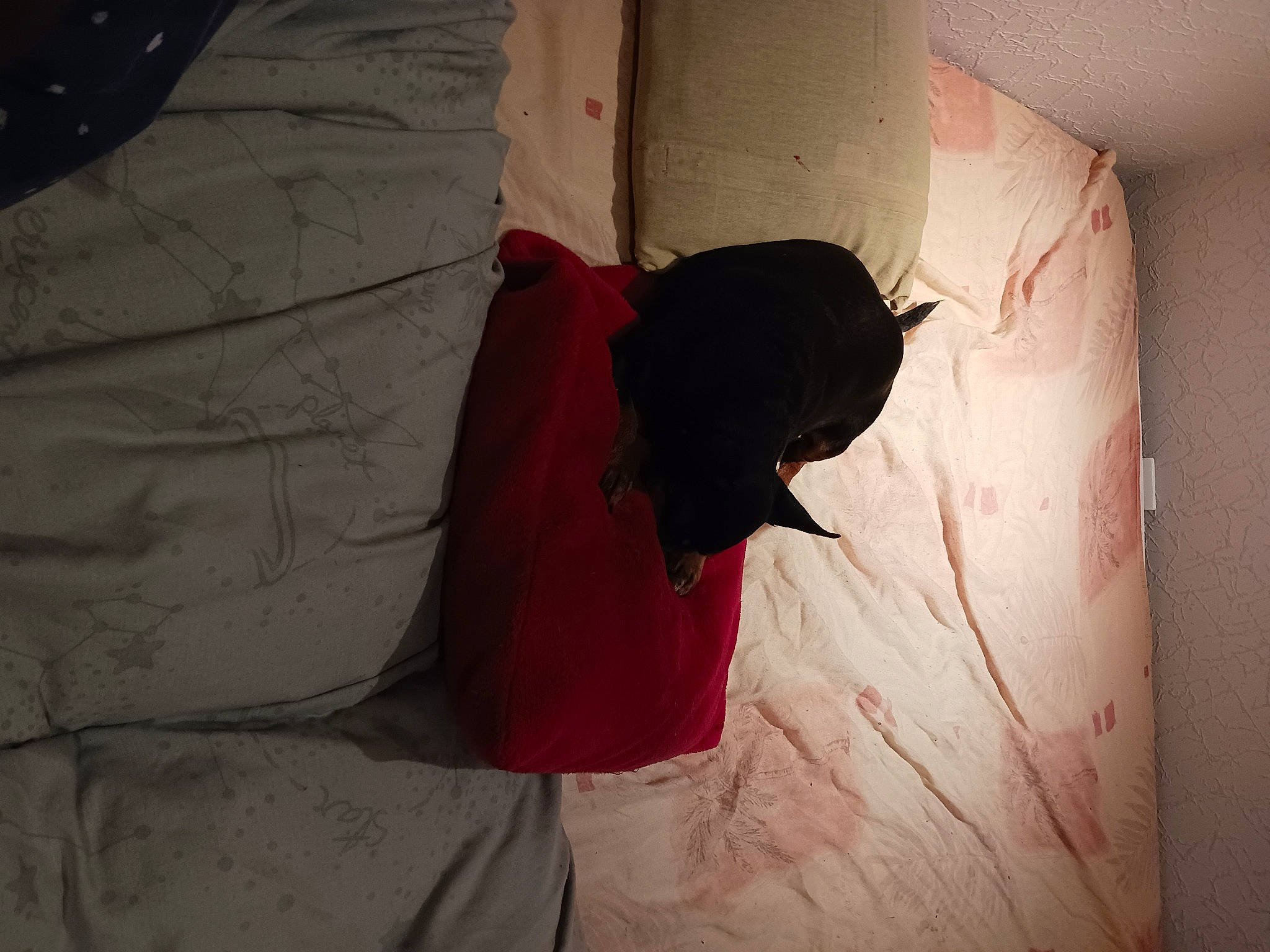 Iris a rejoint le concours — aidez-le/la à gagner de superbes lots ! art, carmine, darkness, floor, flooring, grey, human_leg, linens, magenta, paper, pattern, petal, plaster, room, shadow, still_life_photography, textile, tints_and_shades, visual_arts, wood