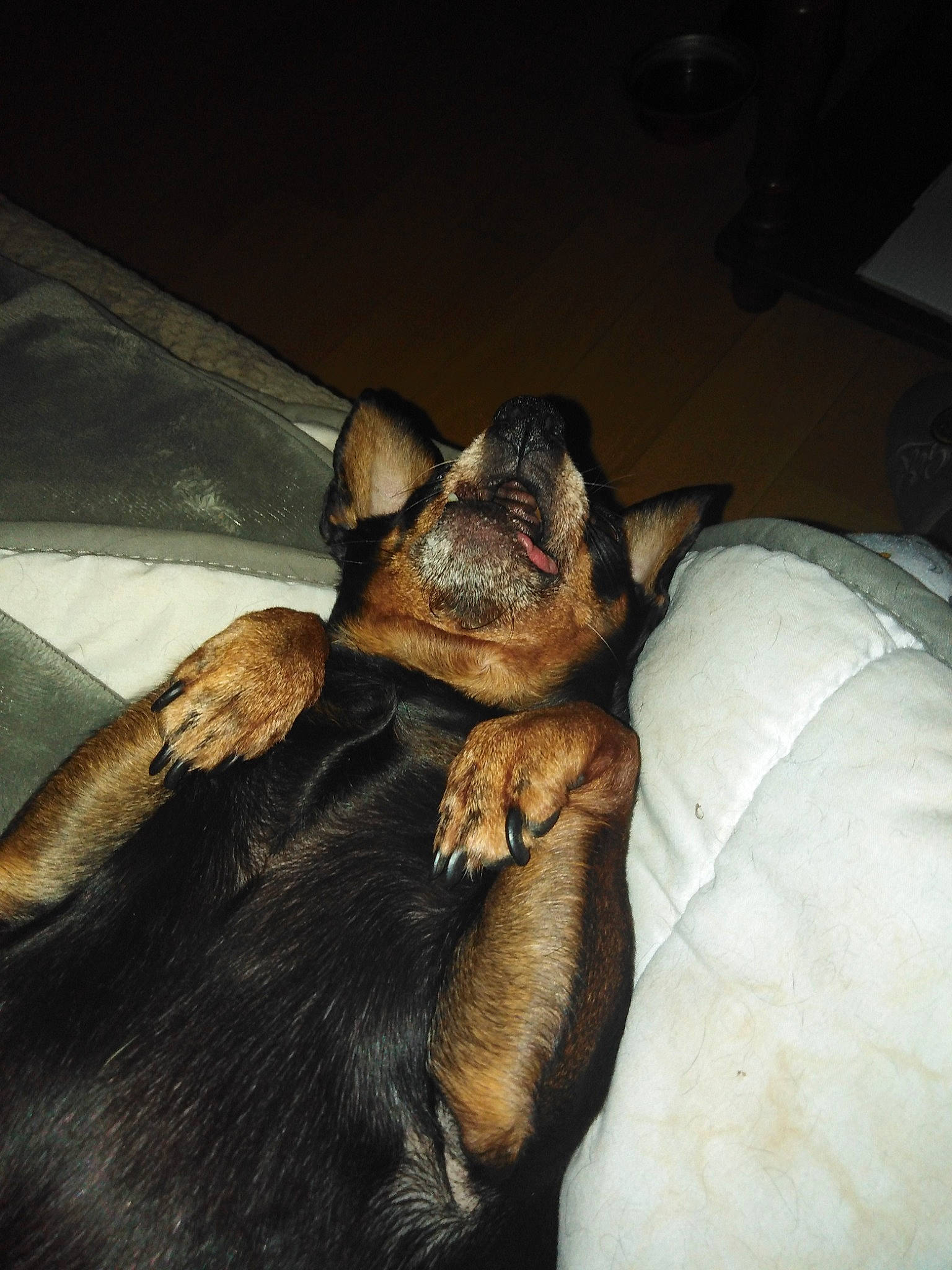 Iris participe au concours pour gagner de l'argent avec cette photo : bat, canidae, carnivore, comfort, companion_dog, dog, dog_breed, ear, fawn, felidae, fur, liver, nap, paw, small_to_medium_sized_cats, snout, sporting_group, tints_and_shades, toy_dog, whiskers