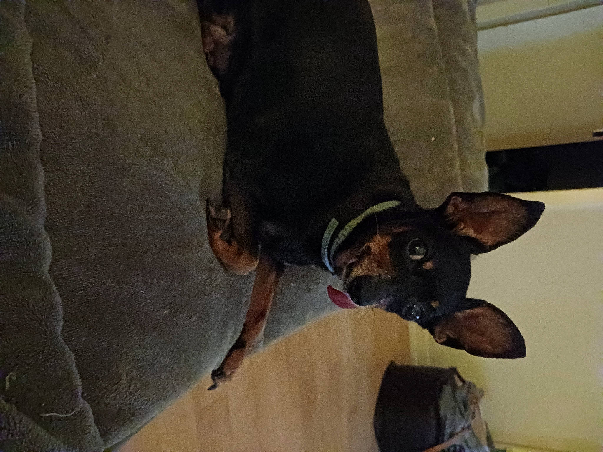 Iris a rejoint le concours — aidez-le/la à gagner de superbes lots ! backpack, canidae, carnivore, collar, companion_dog, dobermann, dog, dog_breed, dog_collar, dog_supply, ear, fawn, liver, luggage_and_bags, pet_supply, snout, sporting_group, tail, whiskers, working_animal