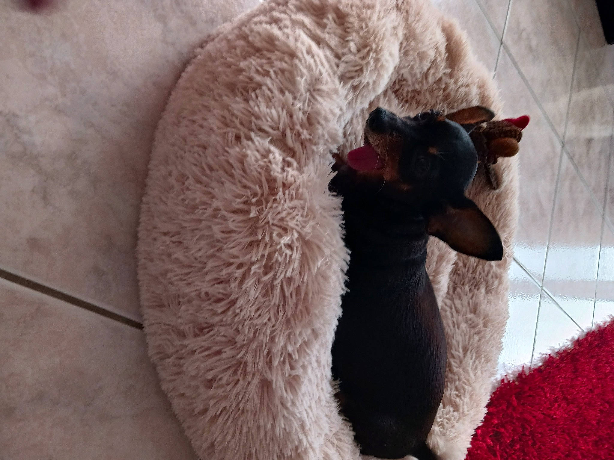 Iris a rejoint le concours — aidez-le/la à gagner de superbes lots ! canidae, carmine, carnivore, carpet, claw, comfort, companion_dog, coquelicot, dog_breed, felidae, fur, linens, plant, small_to_medium_sized_cats, tail, terrestrial_animal, whiskers, window, winter, wool