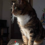 Bébé a rejoint le concours — aidez-le/la à gagner de superbes lots ! animal, blurred_background, cat, close_up, curious, domestic, feline, fur, indoor, natural_light, pet, portrait, side_profile, sitting, soft_light, tabby, table, tissues, whiskers, white_chest