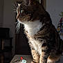 animal, blurred_background, cat, close_up, curious, domestic, feline, fur, indoor, natural_light, pet, portrait, side_profile, sitting, soft_light, tabby, table, tissues, whiskers, white_chest