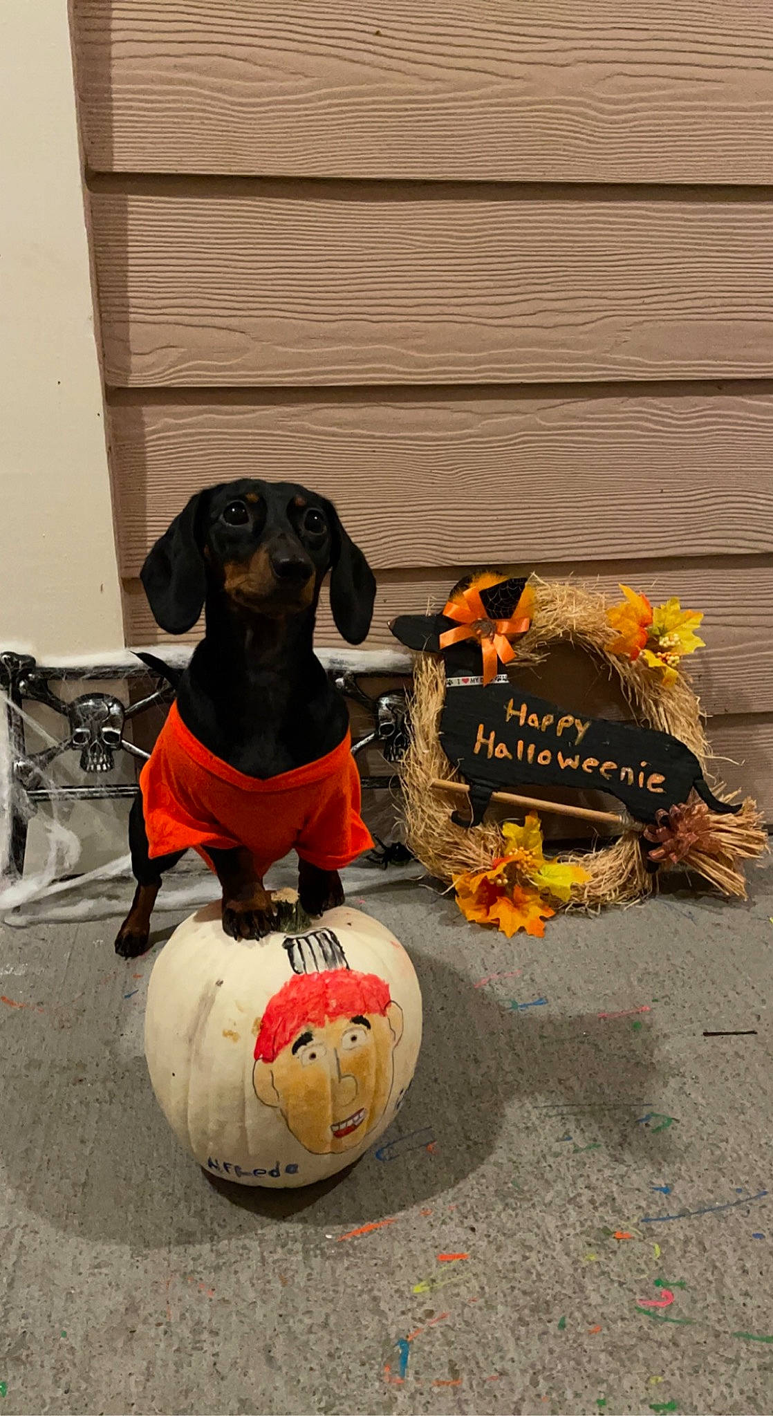 Mocha is registered to the contest to win money with this photo: bag, ball, calabaza, carnivore, chair, collar, companion_dog, dog, dog_breed, dog_clothes, dog_supply, hat, leash, mammal, orange, personal_protective_equipment, pumpkin, sporting_group, winter_squash, working_animal