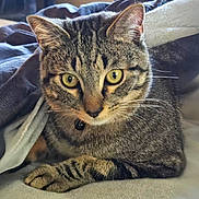 Benny is registered to the contest to win money with this photo: cat, tabby, yellow_eyes, close_up, blanket, indoor, pet, fur, whiskers, relaxed, animal, cute, cozy, soft, resting, looking, portrait, domestic_cat, feline, warm