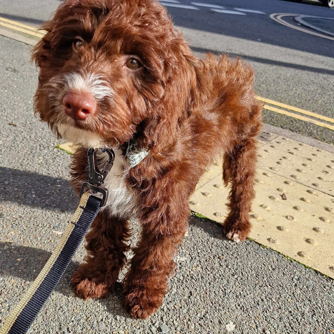 Oakley joined the competition — help win amazing prizes! accessories, alloywheel, animal, canine, car, carwheel, city, dog, machine, path, pet, road, sidewalk, spoke, strap, street, tarmac, transportation, urban, vehicle