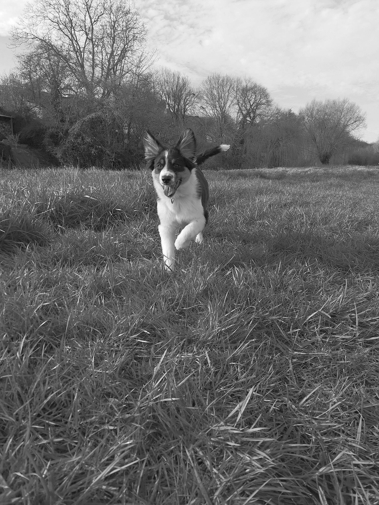 Peaky participe au concours pour gagner de l'argent avec cette photo : black_and_white, carnivore, companion_dog, dog_breed, fawn, felidae, flash_photography, grass, grassland, landscape, plant, rural_area, sky, small_to_medium_sized_cats, style, tints_and_shades, tree, vertebrate, whiskers, wood