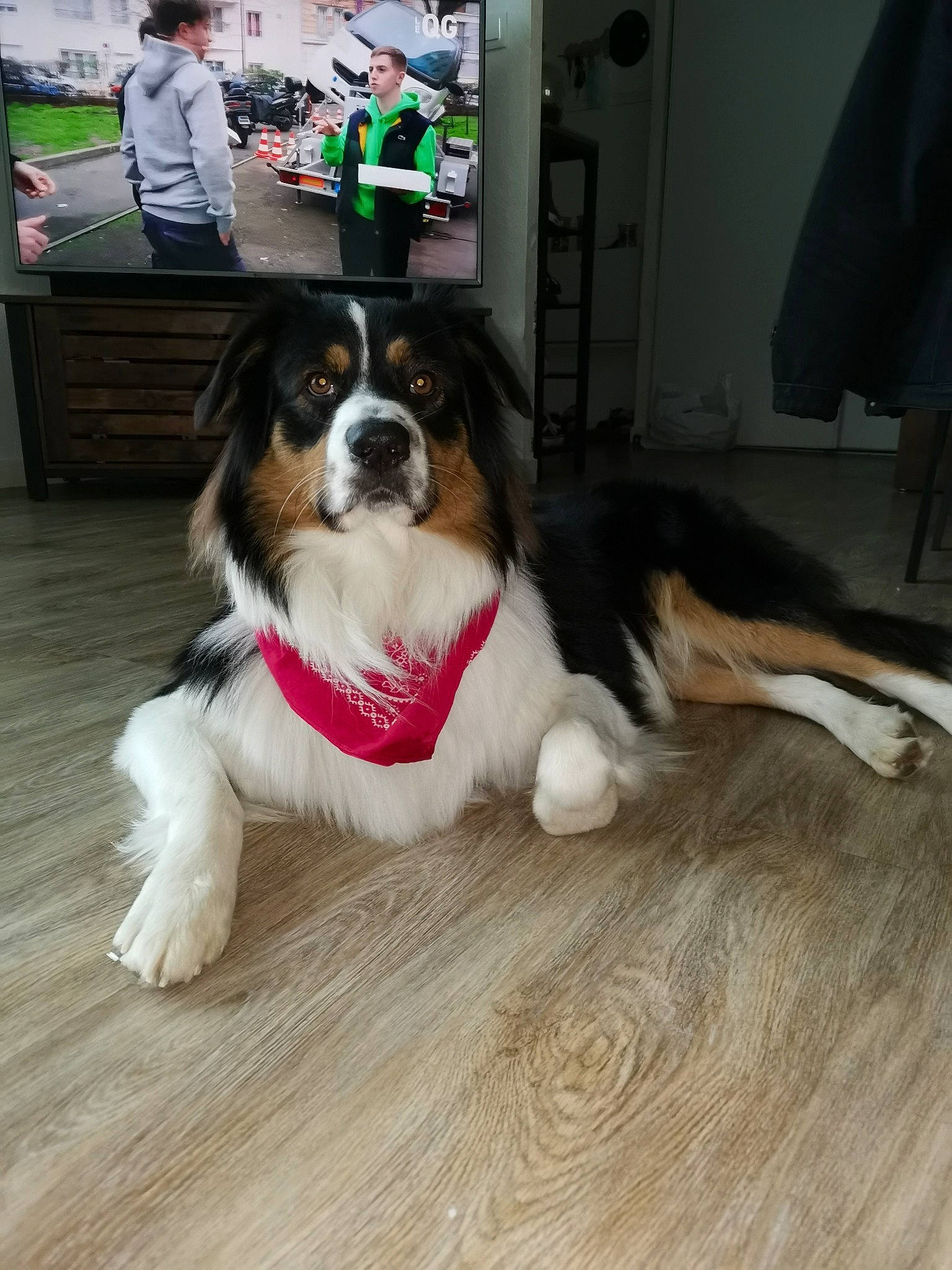 Peaky a rejoint le concours — aidez-le/la à gagner de superbes lots ! canidae, carnivore, collar, companion_dog, dog, dog_breed, door, floor, flooring, fur, giant_dog_breed, hardwood, laminate_flooring, sporting_group, varnish, wood, wood_flooring, working_animal, working_dog