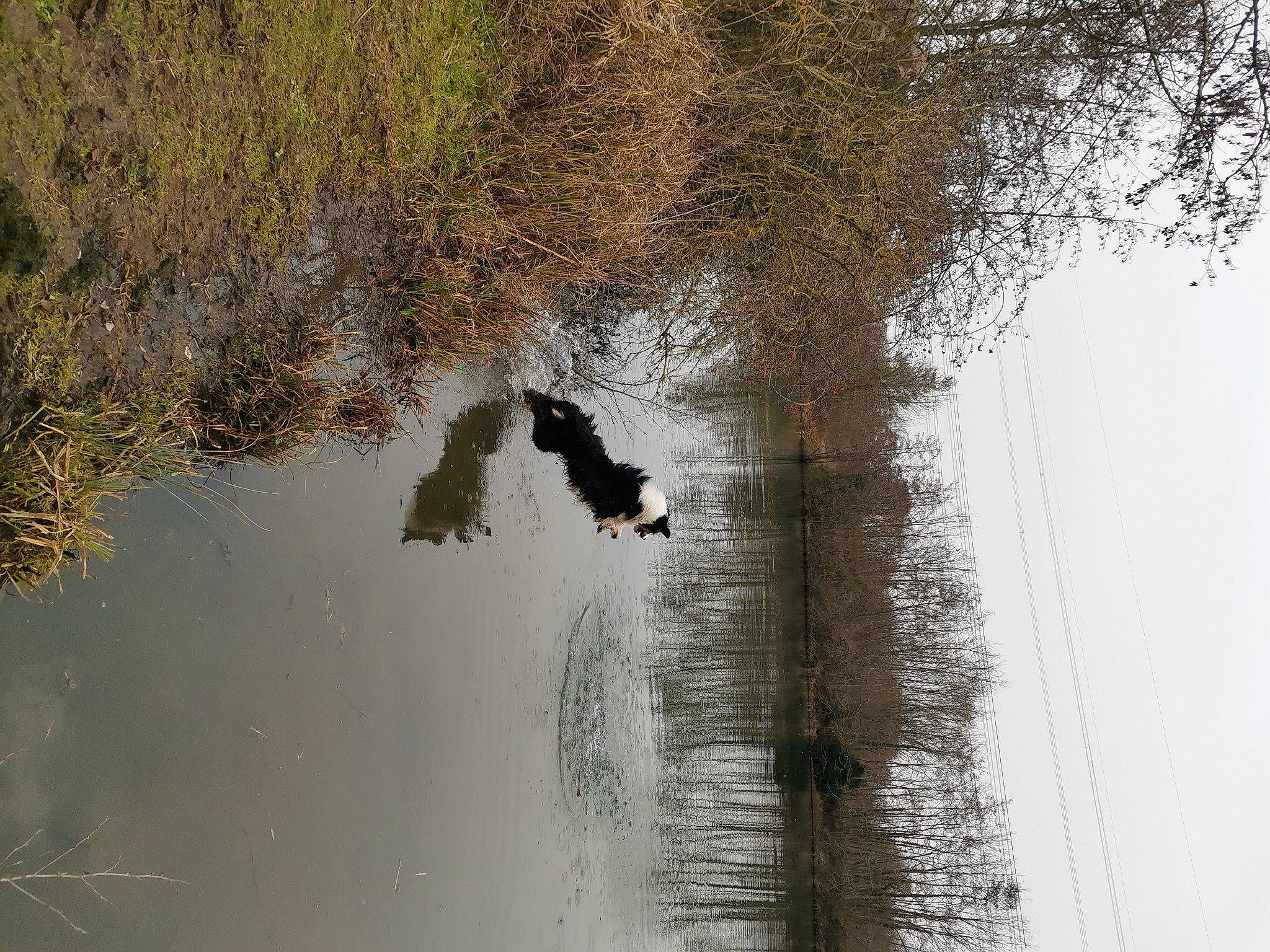 Peaky a rejoint le concours — aidez-le/la à gagner de superbes lots ! bank, grass, lake, landscape, natural_landscape, nature_reserve, plant, reflection, riparian_zone, shadow, tree, trunk, twig, water, watercourse, wetland, wildlife, winter, wood, working_animal