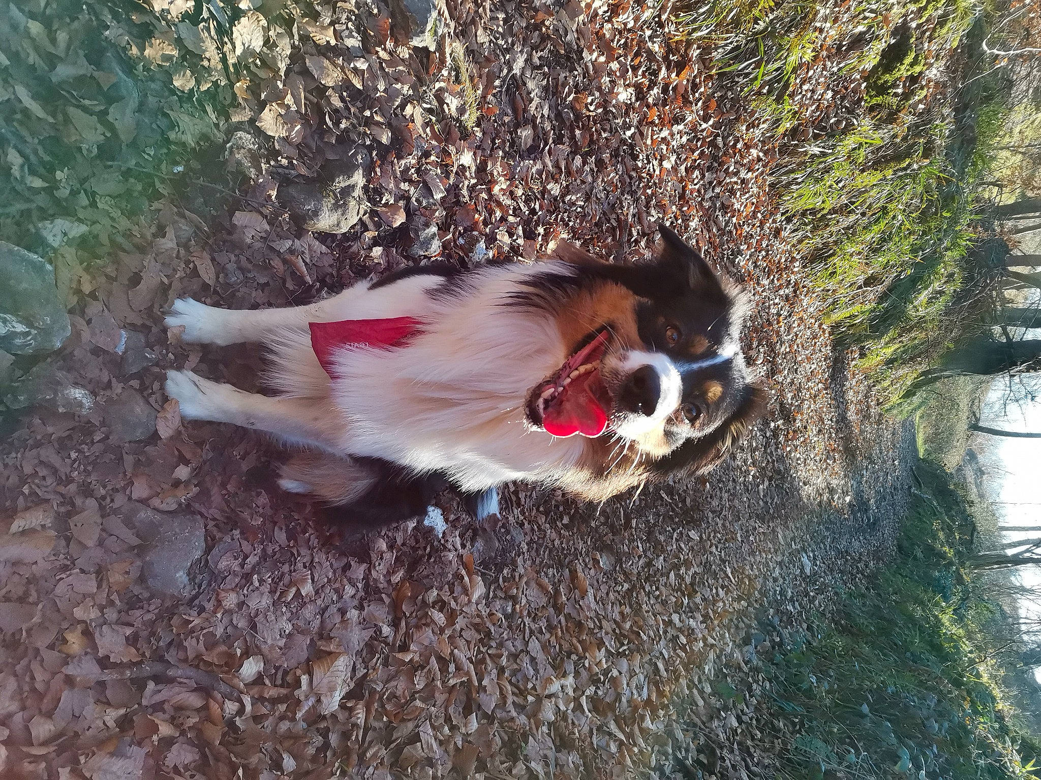Peaky participe au concours pour gagner de l'argent avec cette photo : carnivore, collar, companion_dog, dog, dog_breed, dog_supply, fawn, felidae, fur, grass, leash, liver, plant, snout, sporting_group, tail, tree, trunk, whiskers, wood