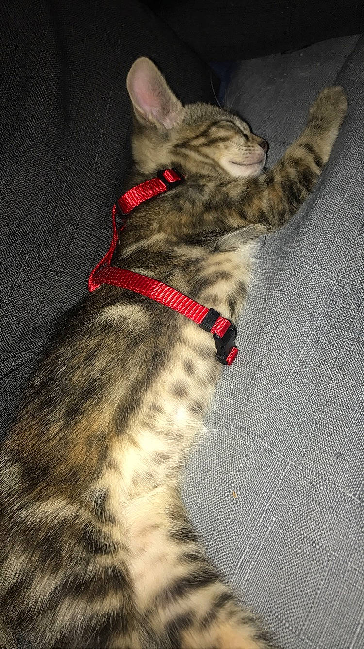 Ako a rejoint le concours — aidez-le/la à gagner de superbes lots ! american_shorthair, asian, bengal, carnivore, cat, domestic_short_haired_cat, dragon_li, egyptian_mau, european_shorthair, felidae, kitten, mammal, ocicat, oriental_longhair, small_to_medium_sized_cats, sokoke, tabby_cat, tail, vertebrate, whiskers