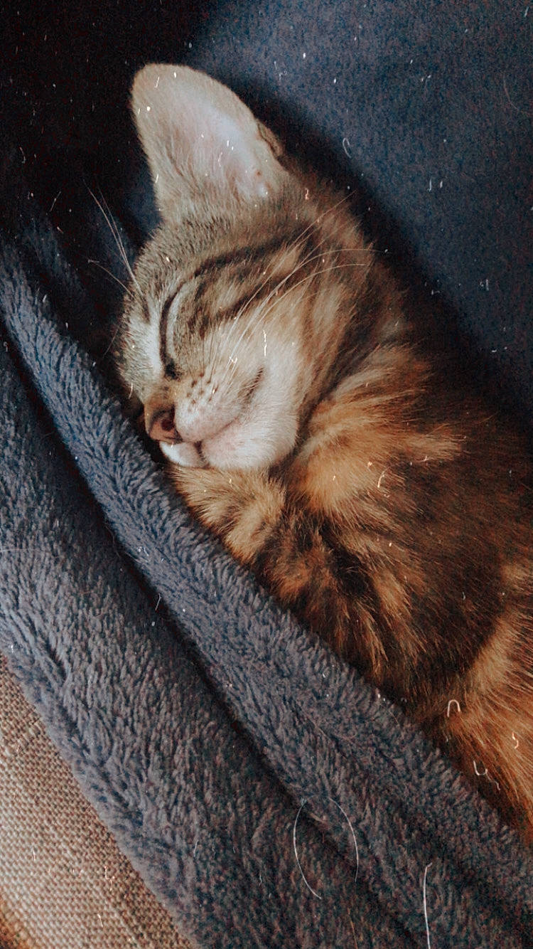 Ako participe au concours pour gagner de l'argent avec cette photo : american_shorthair, american_wirehair, asian, carnivore, cat, chausie, domestic_short_haired_cat, dragon_li, european_shorthair, fawn, felidae, fur, kitten, nap, small_to_medium_sized_cats, sokoke, somali, tabby_cat, tail, whiskers