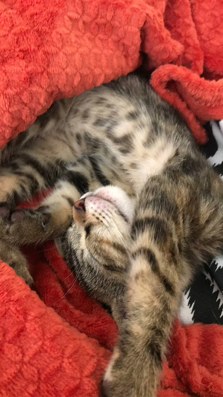 Ako participe au concours pour gagner de l'argent avec cette photo : american_shorthair, asian, bengal, california_spangled, carnivore, cat, domestic_short_haired_cat, dragon_li, egyptian_mau, european_shorthair, felidae, kitten, mammal, ocicat, pixie_bob, savannah, small_to_medium_sized_cats, tabby_cat, vertebrate, whiskers