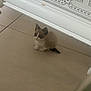 Neiji participe au concours pour gagner de l'argent avec cette photo : kitten, cat, animal, indoor, floor, tile, furniture, white, small, cute, pet, young, curious, sitting, domestic, quiet, alone, shadow, resting, home