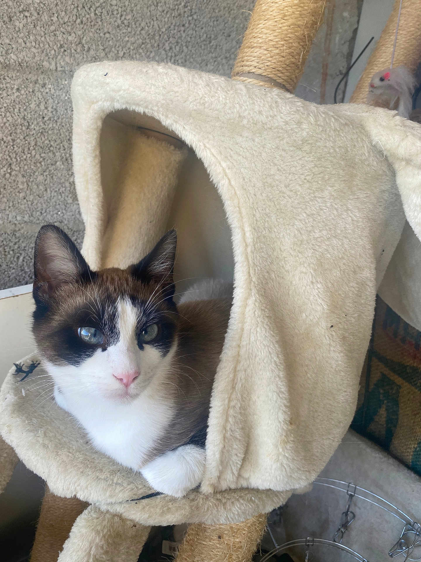 Neiji a rejoint le concours — aidez-le/la à gagner de superbes lots ! cat, indoor, pet, feline, blue_eyes, cat_tree, cozy, fur, whiskers, resting, cute, animal, close_up, domestic_cat, looking, calm, soft_texture, beige, curious, paw