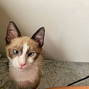 Neiji a rejoint le concours — aidez-le/la à gagner de superbes lots ! cat, kitten, siamese, blue_eyes, whiskers, pink_nose, ears, fur, indoor, curious, looking_up, close_up, pet, animal, mammal, young, face, attention, background, cable