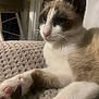 cat, paw, close_up, indoor, blanket, furniture, relaxed, resting, pet, animal, whiskers, fur, cute, domestic, mammal, tabby, calm, cozy, home, soft