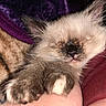 Bubby joined the competition — help win amazing prizes! kitten, cat, sleeping, fur, closeup, paw, blanket, cozy, indoor, cute, pet, animal, resting, furry, hand, comfort, soft, warm, snuggle, young