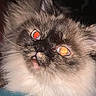 Bubby is registered to the contest to win money with this photo: cat, fluffy, close_up, animal, pet, fur, face, whiskers, eyes, indoor, dark_background, flash, cute, portrait, mammal, feline, expression, domestic_animal, funny, glowing_eyes