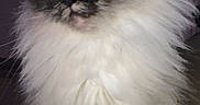 Bubby joined the competition — help win amazing prizes! cat, fluffy, long_hair, dark_face, light_fur, pet, indoor, animal, feline, closeup, portrait, whiskers, ears, eyes, fur, sitting, cute, domestic_animal, mammal, companion