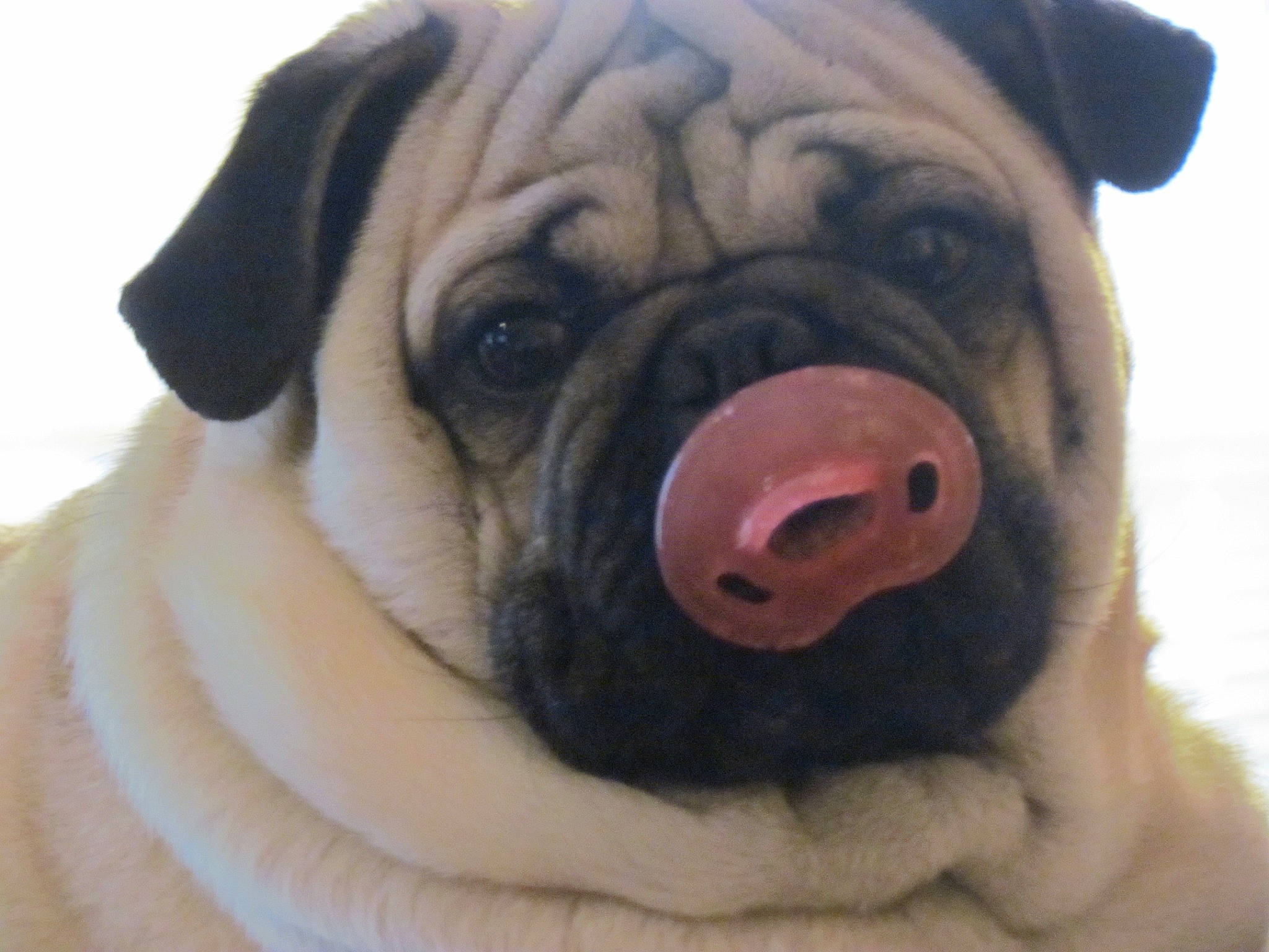 Emmett is registered to the contest to win money with this photo: ancient_dog_breeds, bullmastiff, canidae, carnivore, companion_dog, dog, dog_breed, fawn, mammal, nose, ori_pei, pug, puppy_love, skin, snout, tongue, toy_dog, vertebrate, wrinkle